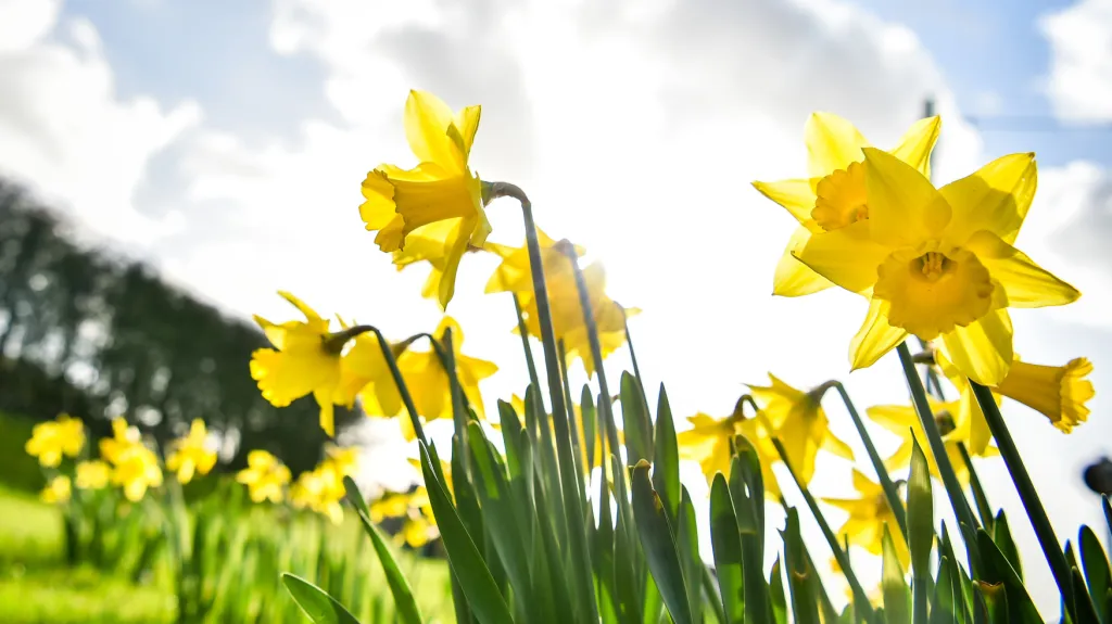 Na začátku února kvetou jarní rostliny i ve Walesu