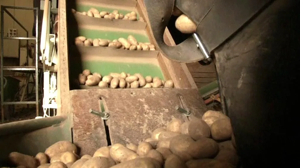 Pěstování slaných brambor