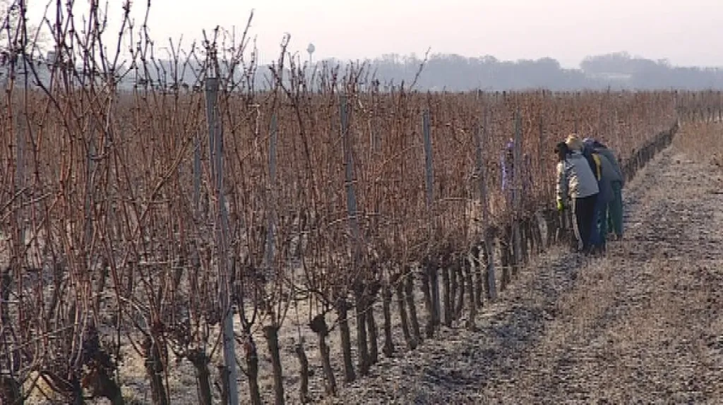 Sklizeň ledového vína