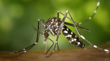 Asijští komáři tygrovaní, kteří se po světě šíří v důsledku mezinárodního obchodu s pneumatikami, přenášejí řadu nemocí včetně západonilské horečky a horečky dengue.