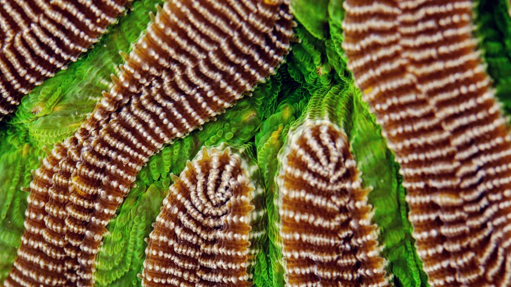 Detaily korálů z Karibiku