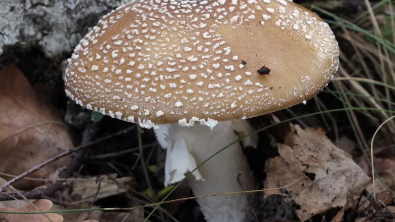 Muchomůrka tygrovaná