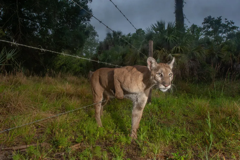 Nominace v sekci Příroda: Carlton Ward Jr. se snímkem Path of the Panther (Cesta pumy). Samice floridské pumy se plíží plotem mezi Audubon's Corkscrew Swamp Sanctuary a přilehlým dobytčím rančem v Naples na Floridě