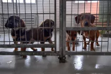 Parvoviróza opět uzavřela psí útulek v Bohumíně. Ruší se i dobrovolné venčení psů