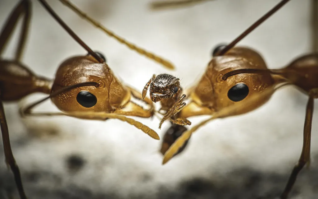 První místo v kategorii Ostatní hmyz získal Reynante Martinez za snímek 'Tug of War'