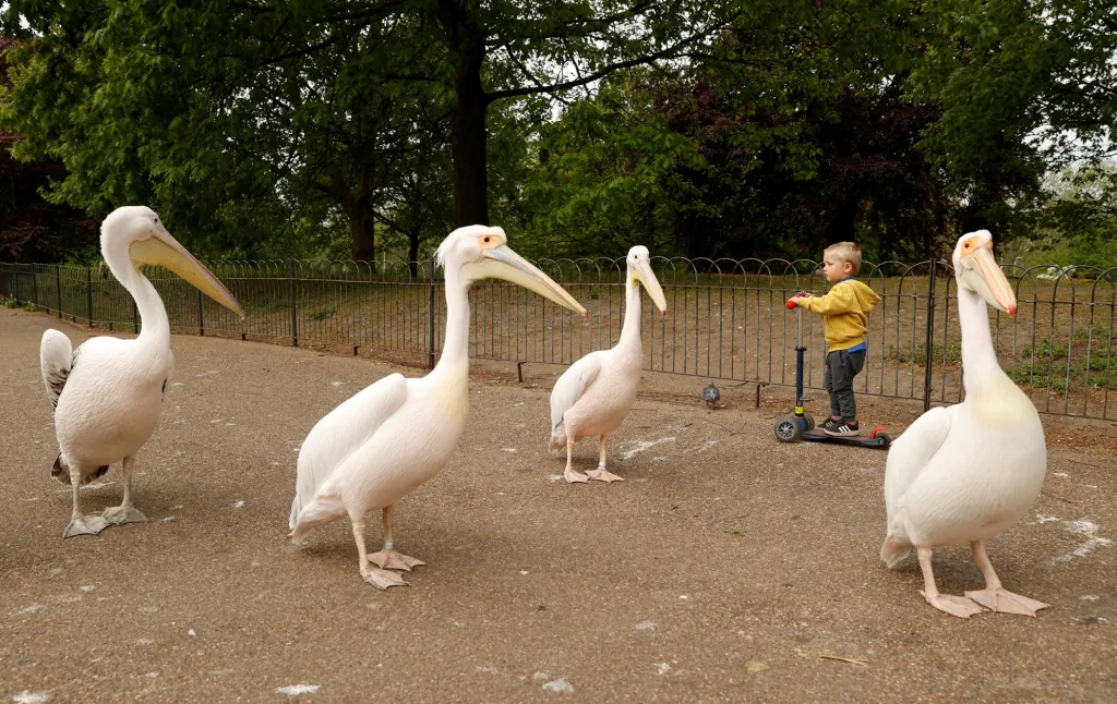 Malého návštěvníka parku svatého Jamese v Londýně překvapila skupina procházejících pelikánů