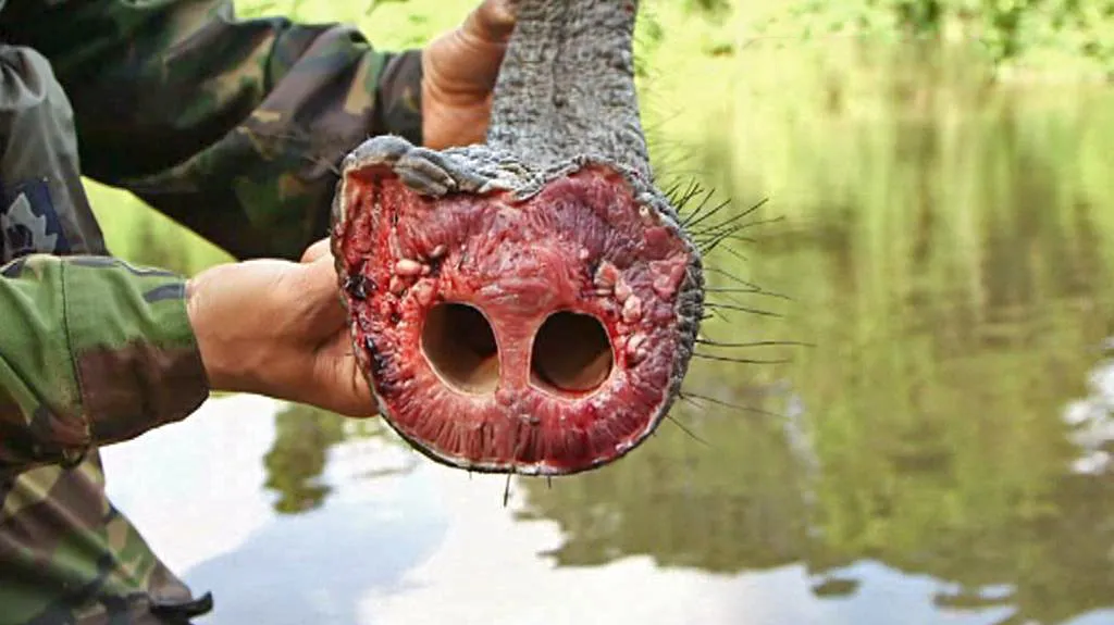 Strážci afrických parků bojují s pytláky