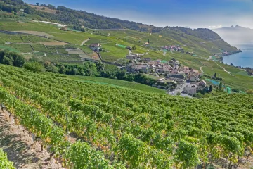 Na francouzských vinicích je nejteplejší počasí od 14. století, popsali klimatologové