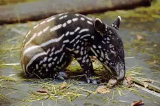 Ve zlínské zoo se narodila samička tapíra čabrakového