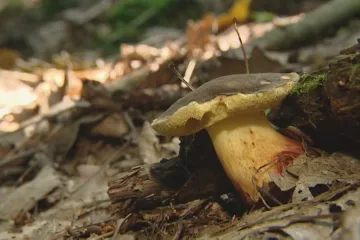 Kvůli suchu trpí hřiby, houbaři naopak mohou narazit na nejedlé exotické druhy