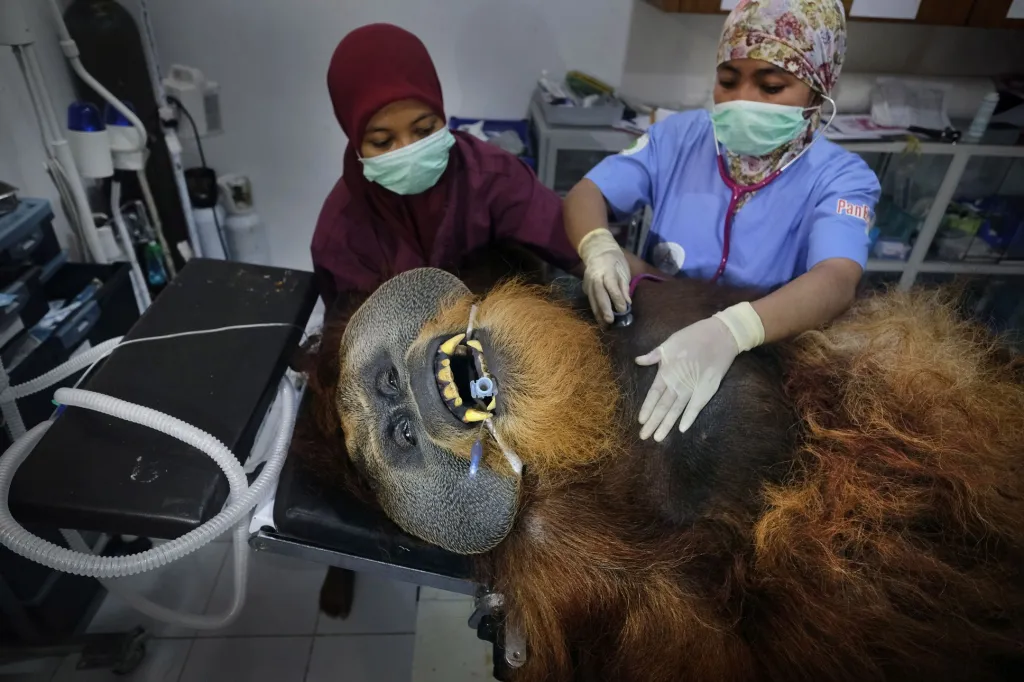 Důvodem vytlačování je těžba dřeva a pěstování palmy olejné. Často dochází ke konfliktu s farmáři, kteří se orangutany snaží násilím vyhnat ze svého území