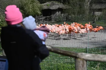 V pražské zoo se potvrdila ptačí chřipka