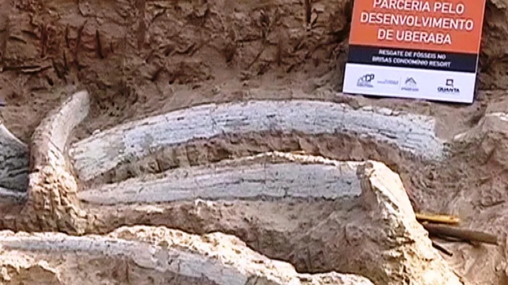 Kosti dinosaura nalezené v Brazílii