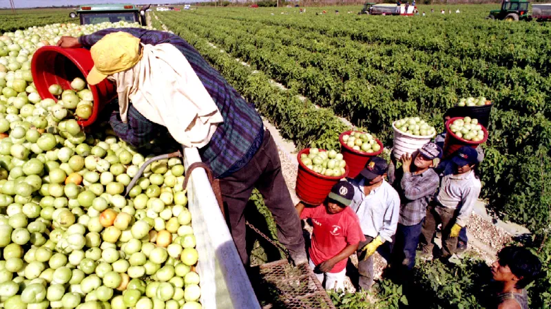 Imigranti na farmě na Floridě