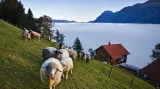 Nad Lucernským jezerem