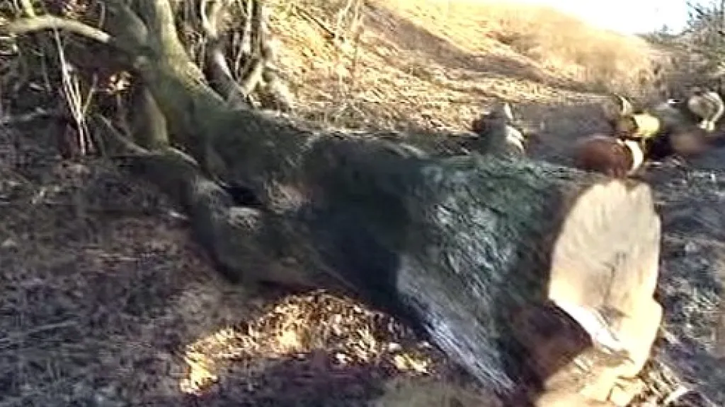 Pokácený strom