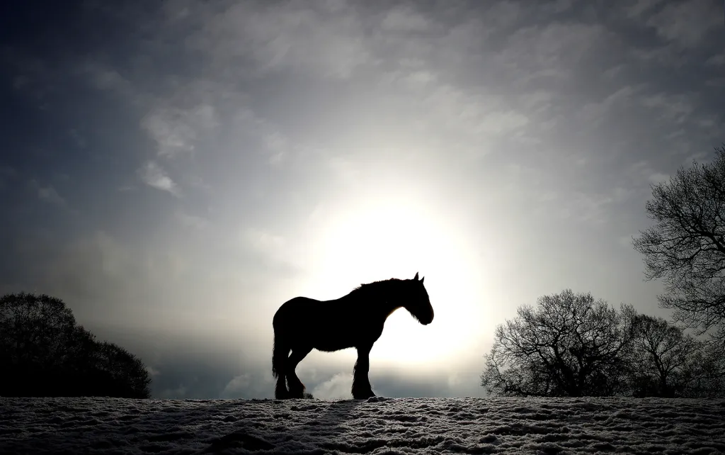 Osamocený kůň v mrazivém počasí a na sněhem pokrytém poli nedaleko města Keele u britského Newcastlu