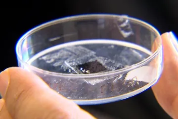 Týden ve vědě: Od pražab v jantaru po nanočástice grafenu