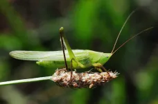 Na Ostravsku se začínají ve velkém objevovat teplomilné kobylky