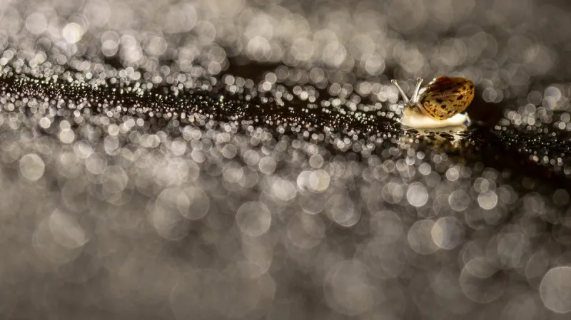 1. místo: Šnek v dešti