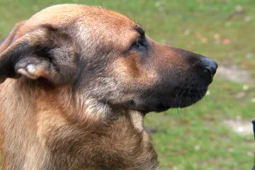 Doky a Bred. Psi padlého českého vojáka se znovu připravují do akce