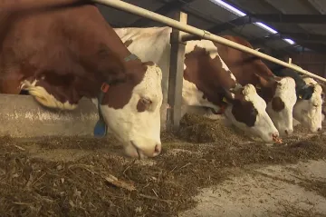 Omezovat stavy skotu v Česku kvůli uhlíkové neutralitě nemá smysl, tvrdí experti