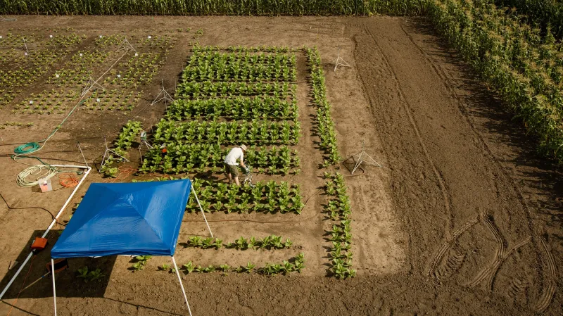 Políčko, na němž experiment probíhal