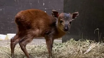 Nově narozené miniaturní antilopy ve Dvoře Králové