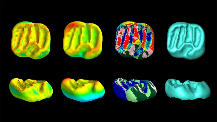 Ukázka pravěkých zubů prokoumaných pomocí počítačové tomografie