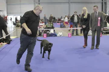 Mezinárodní výstava psů v Brně