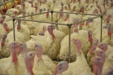 Potvrzeno. V Česku je druhé ohnisko ptačí chřipky, tentokrát ve velkochovu