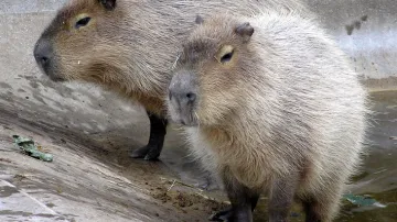 Dvojice kapybar