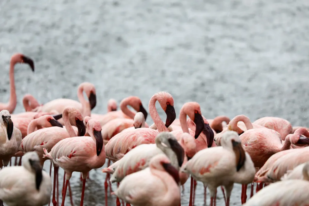 Plameňáci na jezeru Bogoria
