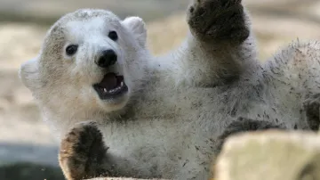 Medvídek Knut