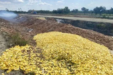 Brikety můžete vyrábět z mangových pecek, radí brněnští odborníci v Kambodži