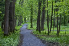 Polička chce proměnit les okolo sjezdovky. V Liboháji mají vzniknout singletraily nebo tůně