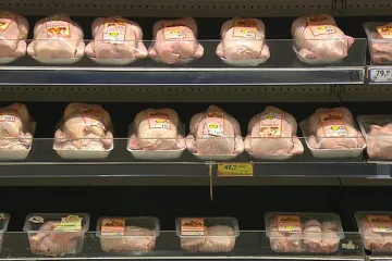 Do Česka se dostaly další dvě zásilky kuřecího masa se salmonelou z Polska. Část se již snědla