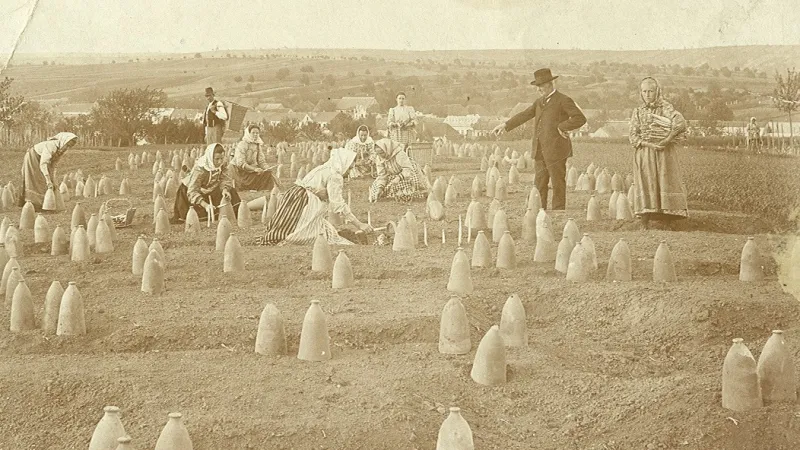 Historický snímek chřestové plantáže