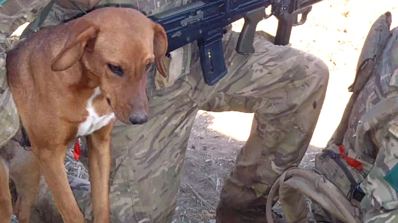 Pes Peg u nohou Conrada Lewise