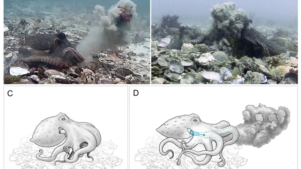 Jak chobotnice vrhají předměty a bahnem
