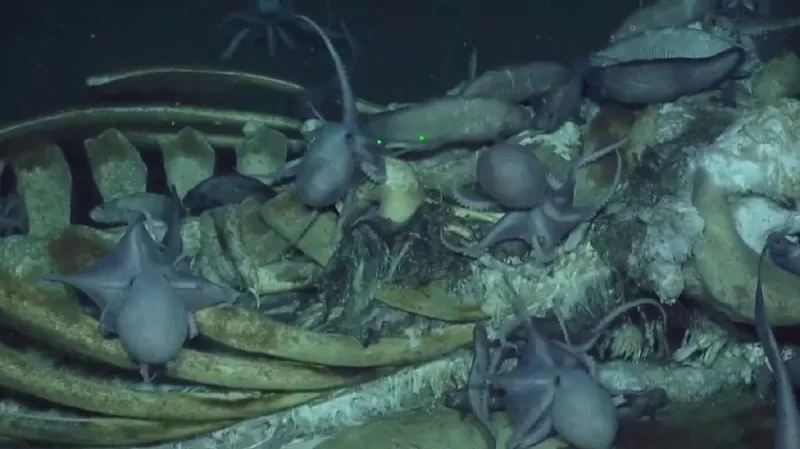 Mrtvá velryba u Davidsonovy hory