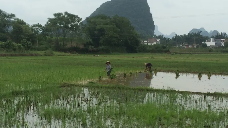 Obdělávání rýžových polí je tradiční prací čínského rolníka