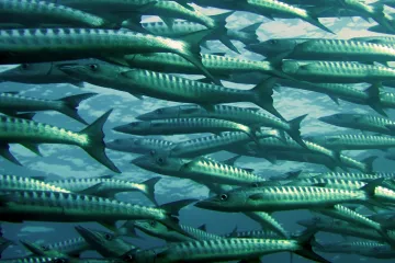 „Loď dosáhla břehu." OSN hlásí přelomovou dohodu o oceánech, třetina má být chráněná