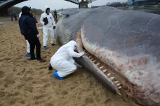 Velryby páchají sebevraždy kvůli vojenskému sonaru, potvrdila nová studie