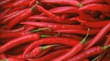 Chilli papriček existují stovky druhů
