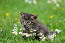 Kočky jsou nebezpečný invazivní druh, oznámila Polská akademie věd. Zaskočila tím veřejnost