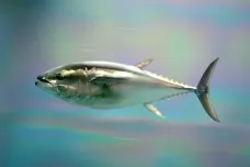 Návrat tuňáka. Populace ohrožené ryby dosáhla stavů, které vědci čekali za deset let
