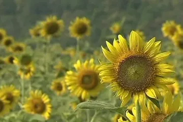 Thajsko láká turisty i na lány slunečnic