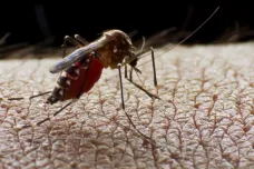 Vědci ohlásili první vakcínu proti malárii s účinností 77 procent