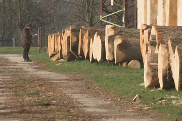 Výjimečné dřevo za výjimečné ceny. Arcibiskupské lesy a statky dražily téměř 2 tisíce kmenů